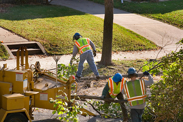 How Our Tree Care Process Works  in Arden Arcade, CA